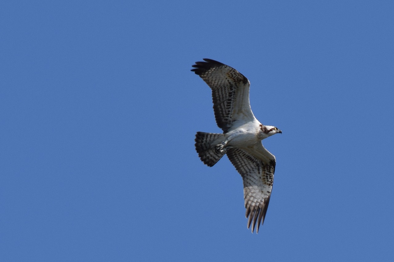 Osprey, Paukštis, Biesbosch, Nemokamos Nuotraukos,  Nemokama Licenzija