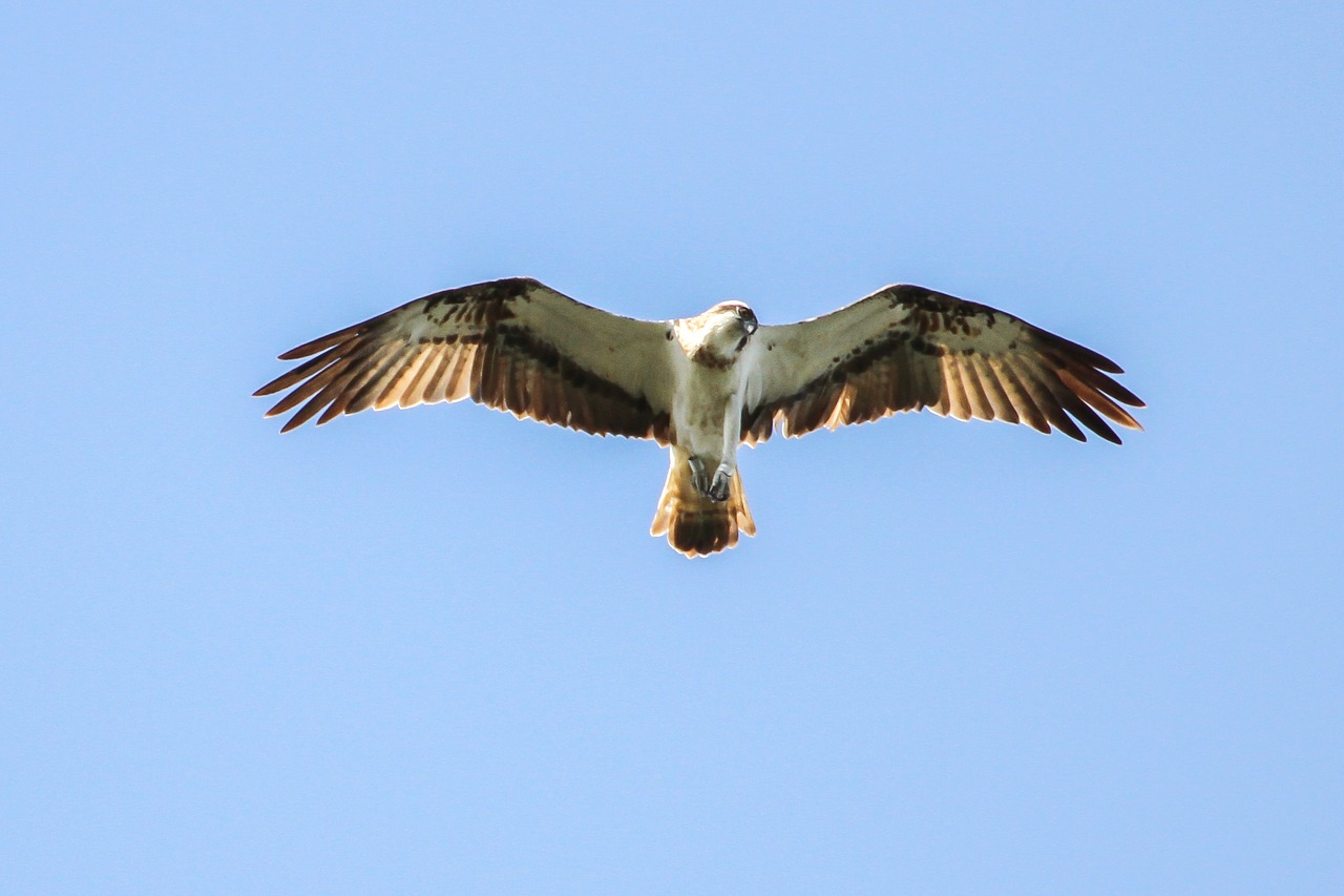 Osprey, Müritz, Mecklenburgische Seenplatte, Paukštis, Adler, Raptoras, Plėšrusis Paukštis, Išsaugojimo Parkas, Nemokamos Nuotraukos,  Nemokama Licenzija