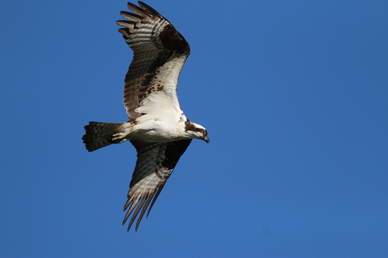 Osprey, Paukščiai, Mėlynas Dangus, Gamta, Skraidantis, Laukiniai, Plėšrūnas, Sparnas, Balta, Laukinė Gamta