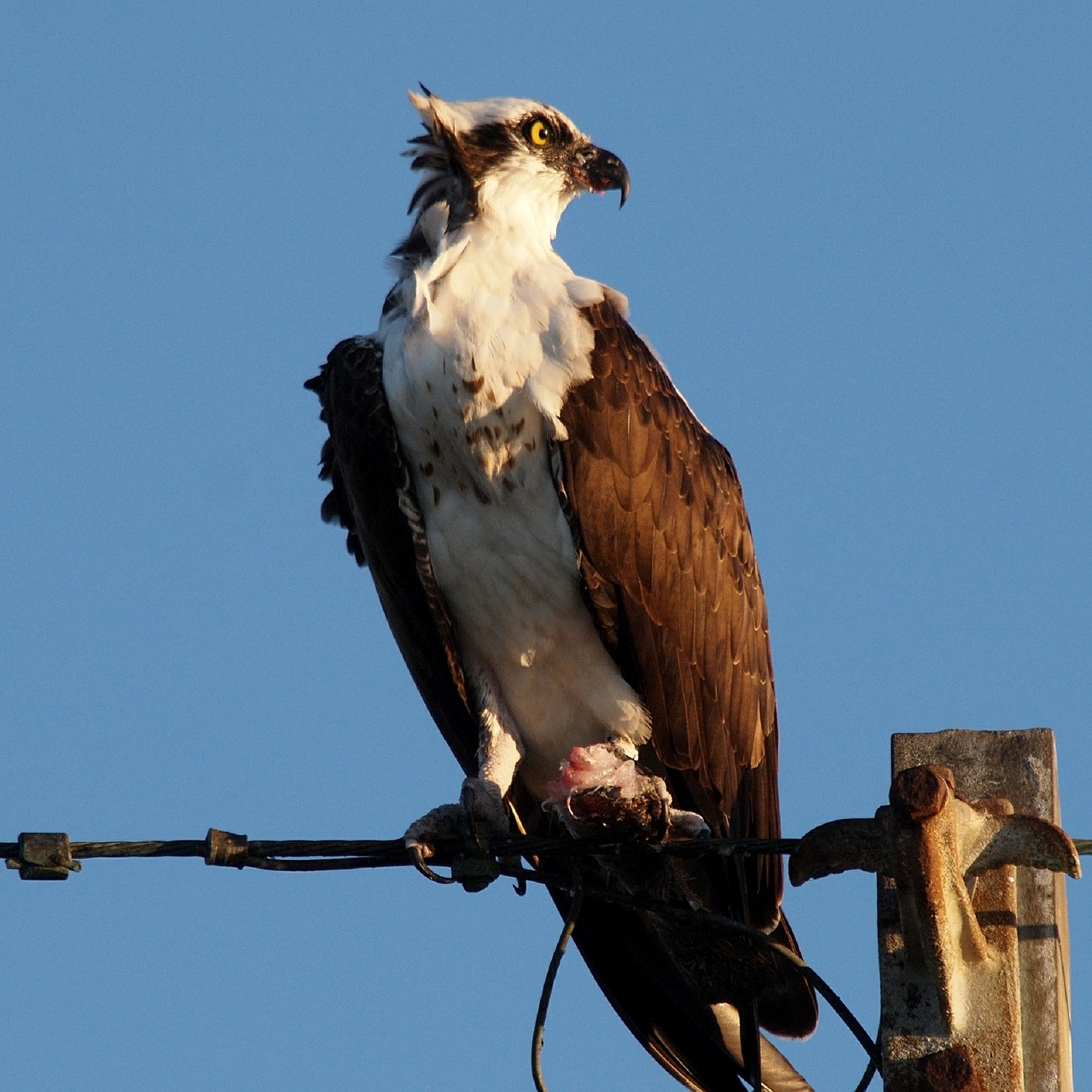 Osprey, Paukštis, Sustingęs, Laukinė Gamta, Raptoras, Plėšrūnas, Plunksna, Gamta, Laukiniai, Lauke