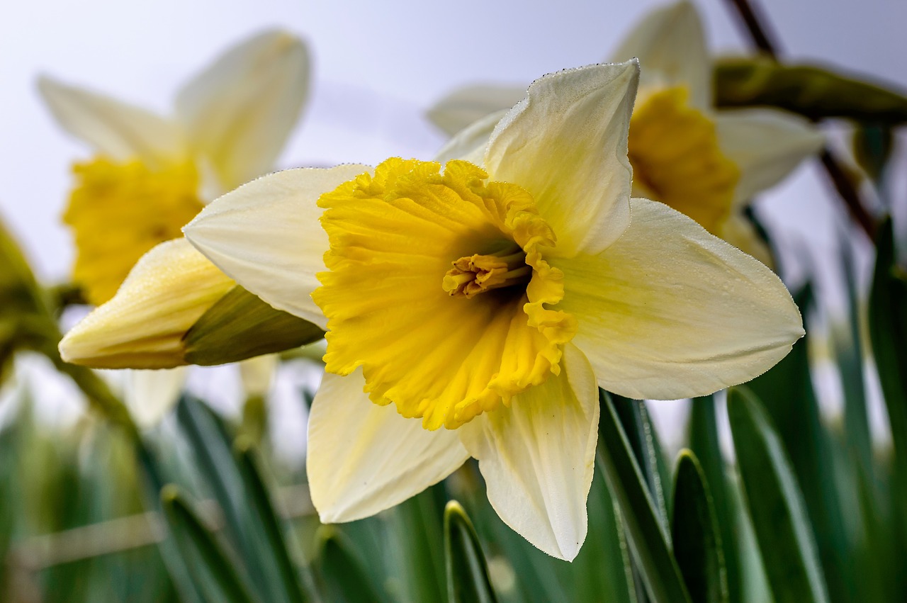 Osterglocken, Žiedas, Žydėti, Geltona, Pavasaris, Narcizas, Gėlė, Velykos, Augalas, Narcissus Pseudonarcissus