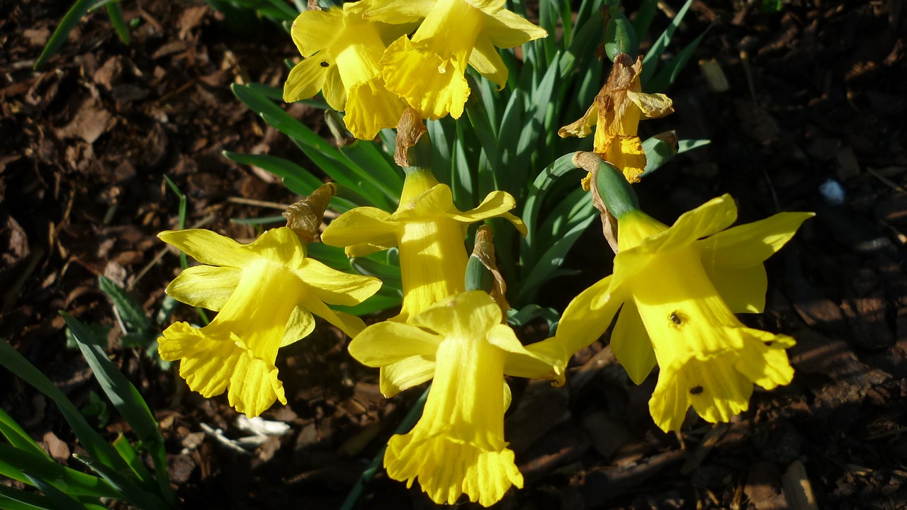 Osterglocken,  Pavasario Gėlė,  Geltona,  Gėlės, Nemokamos Nuotraukos,  Nemokama Licenzija