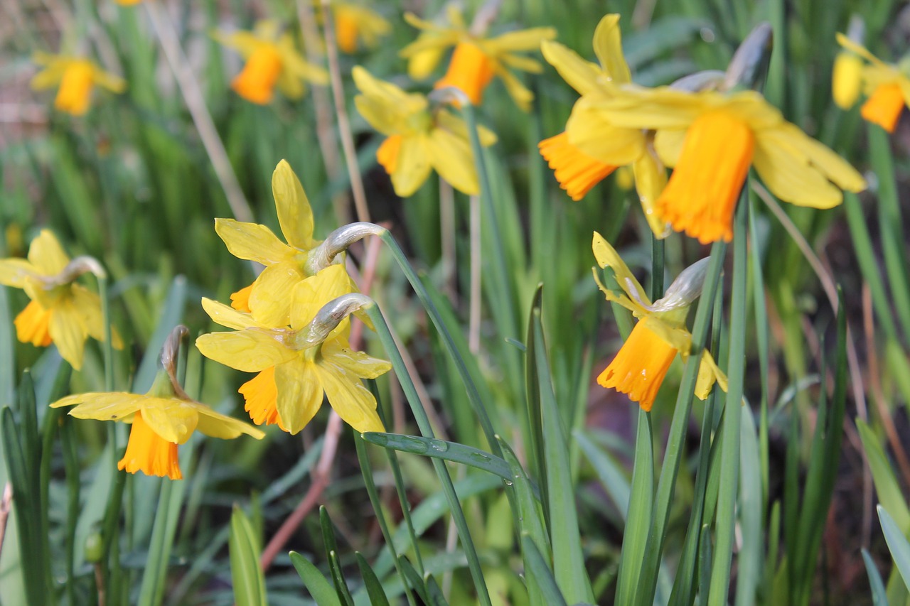 Osterglocken, Narcizai, Geltona, Žiedas, Žydėti, Pavasaris, Gėlė, Augalas, Narcissus Pseudonarcissus, Flora