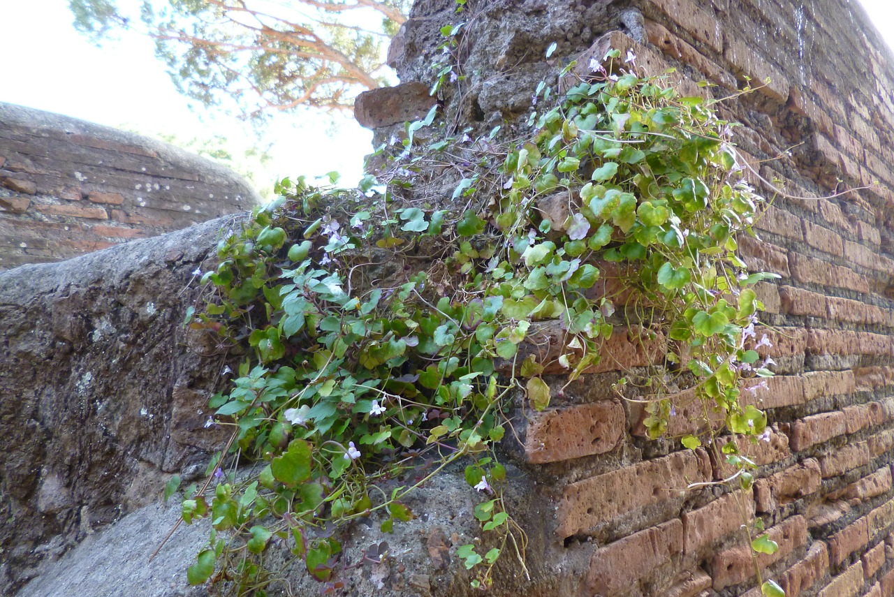 Ostia, Antica, Italy, Archeologinis Saitas, Griuvėsiai, Siena, Užaugo, Augalas, Nemokamos Nuotraukos,  Nemokama Licenzija