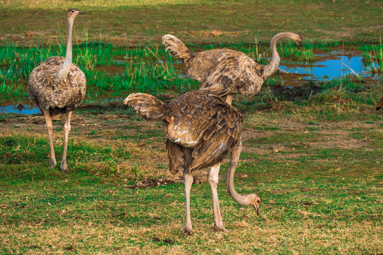 Strutis, Afrika, Safari, Stručiai, Paukštis, Laukinė Gamta, Nemokamos Nuotraukos,  Nemokama Licenzija