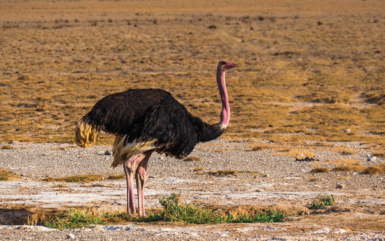 Strutis, Afrika, Paukštis, Stručiai, Plunksna, Safari, Laukinė Gamta, Nemokamos Nuotraukos,  Nemokama Licenzija