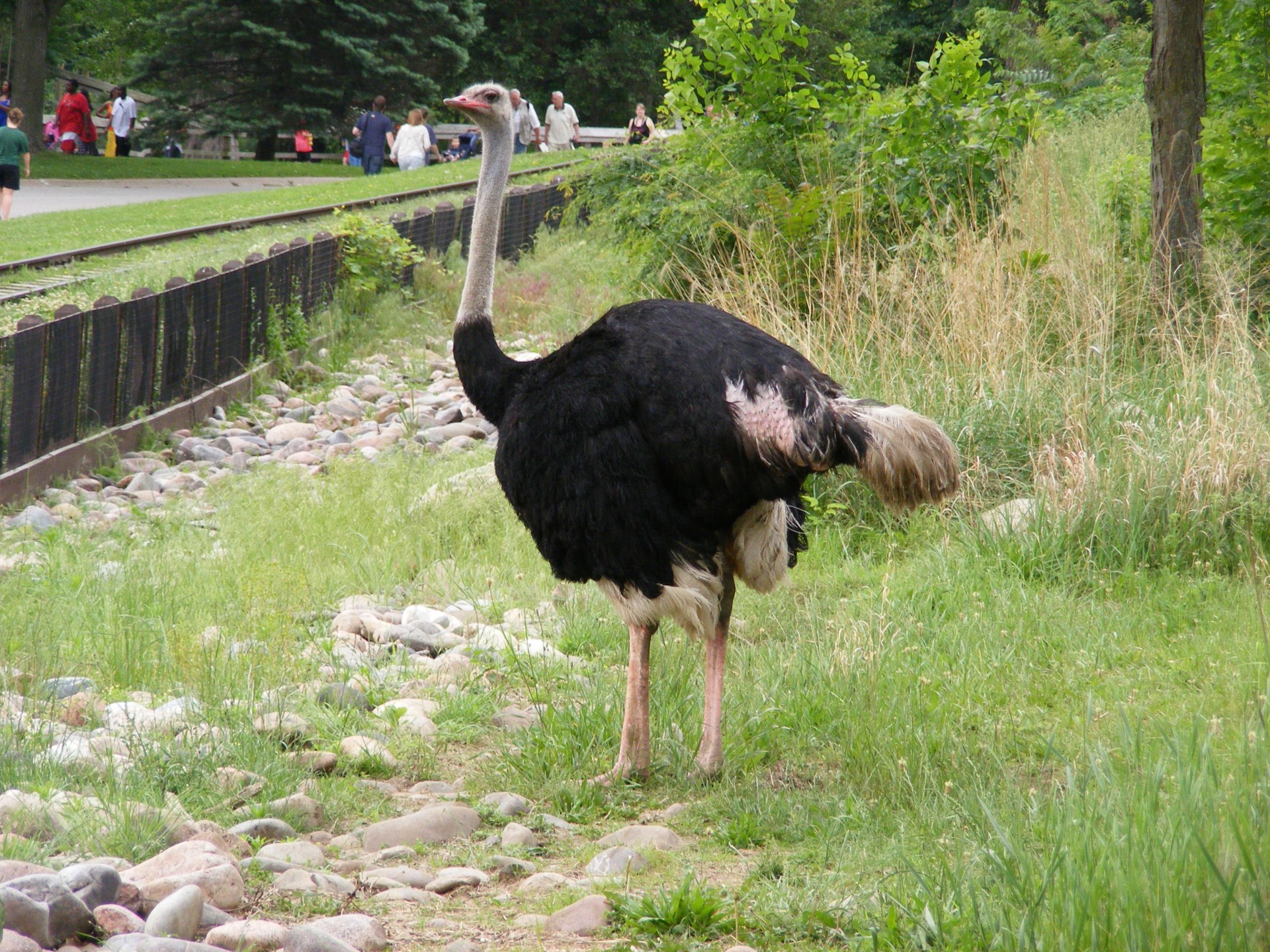 Strutis,  Stručiai,  Gyvūnas,  Gyvūnai,  Zoologijos Sodas,  Strutis, Nemokamos Nuotraukos,  Nemokama Licenzija