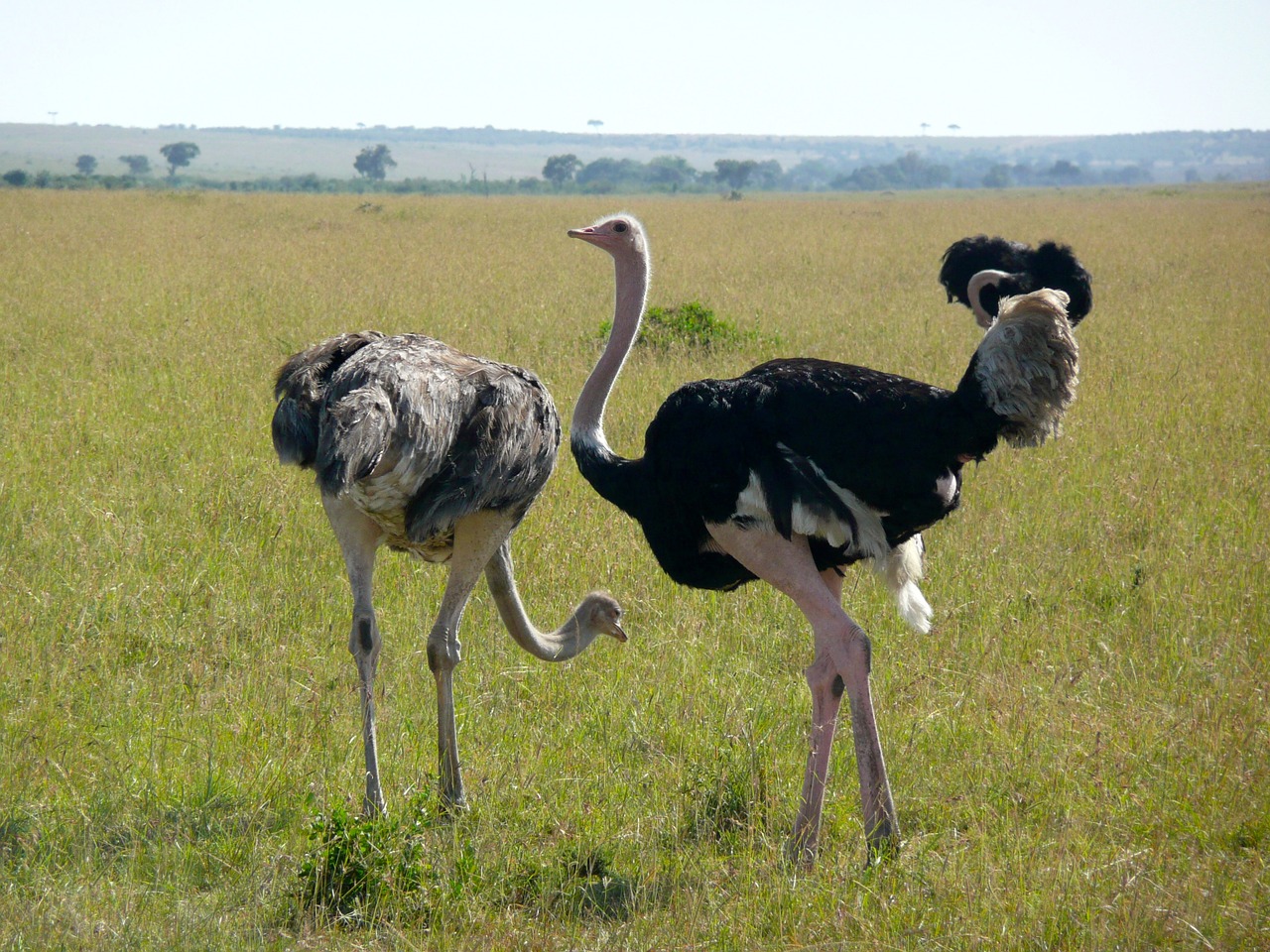 Strutis, Kenya, Afrika, Laukinė Gamta, Gyvūnas, Laukiniai, Paukštis, Gamta, Safari, Parkas