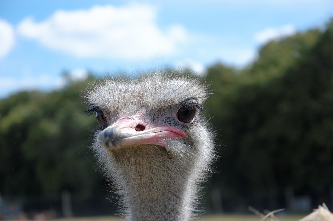 Strutis, Gyvūnas, Zoologijos Sodas, Galva, Nemokamos Nuotraukos,  Nemokama Licenzija