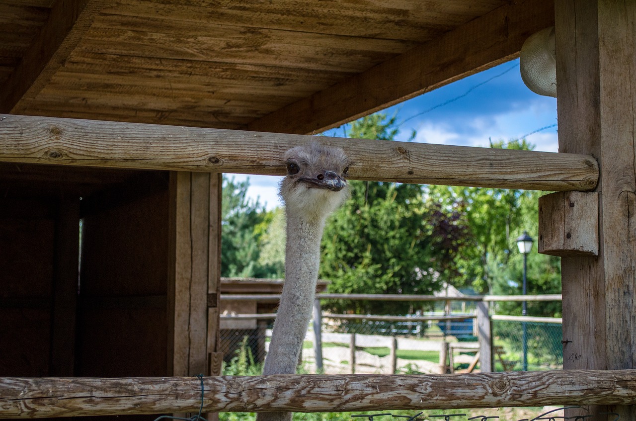 Strutis, Gamta, Zoologijos Sodas, Ūkis, Vasara, Turizmas, Miškas, Paukštis, Nemokamos Nuotraukos,  Nemokama Licenzija