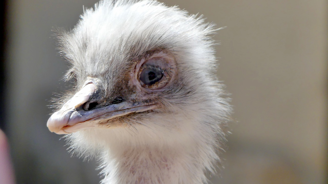 Strutis, Zoologijos Sodas, Gyvūnai, Nemokamos Nuotraukos,  Nemokama Licenzija