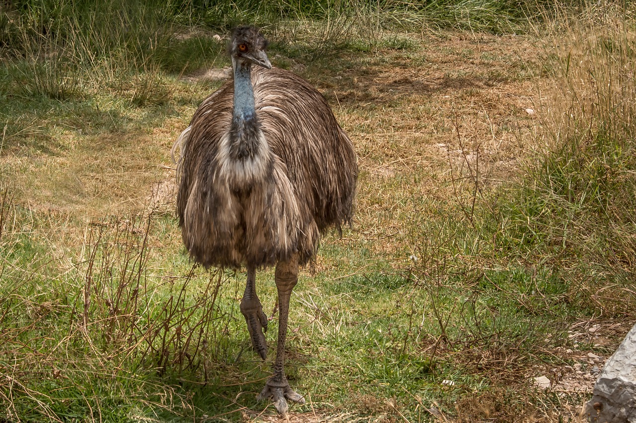 Strutis,  Gyvūnas,  Zoo,  Pobūdį,  Laukinis, Nemokamos Nuotraukos,  Nemokama Licenzija