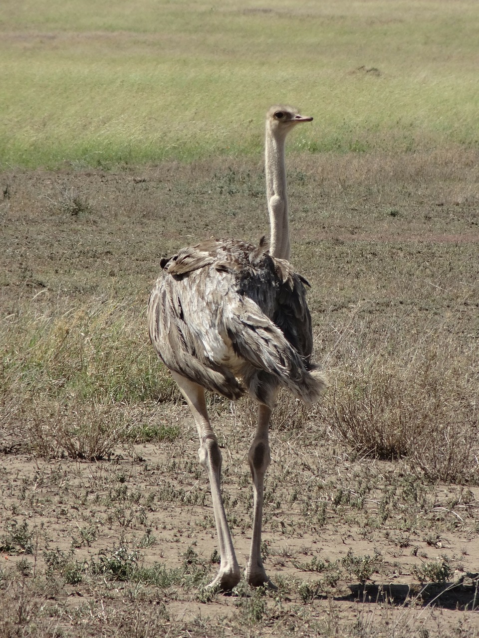 Strutis, Savana, Plunksnos, Nemokamos Nuotraukos,  Nemokama Licenzija