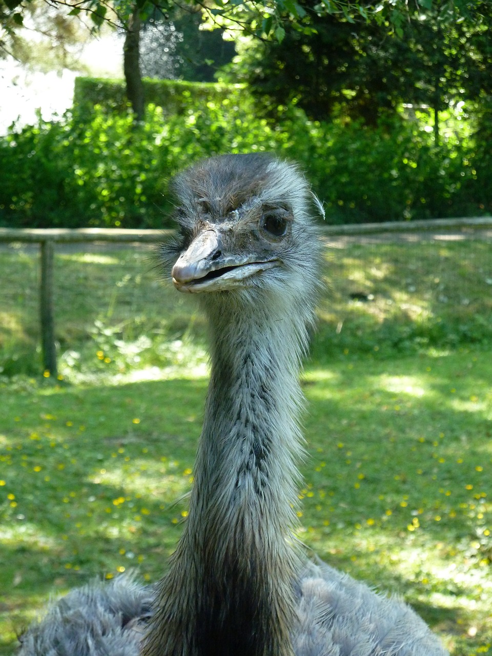 Strutis, Zoologijos Sodas, Gamta, Nemokamos Nuotraukos,  Nemokama Licenzija