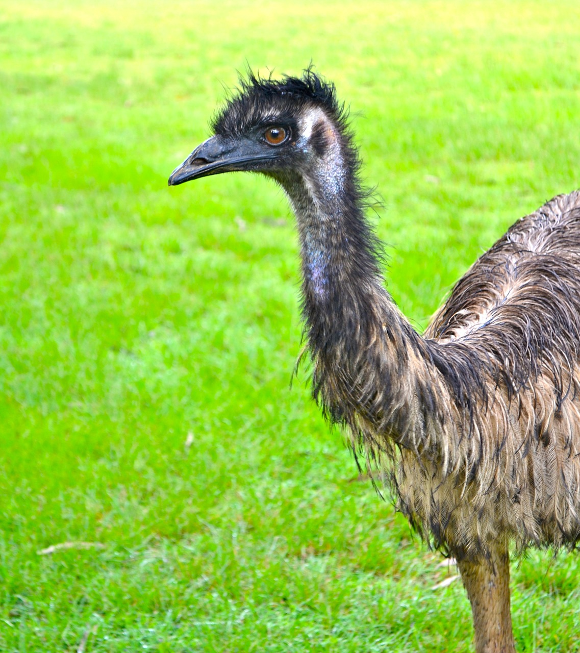 Strutis, Emu, Fauna, Australia, Nemokamos Nuotraukos,  Nemokama Licenzija