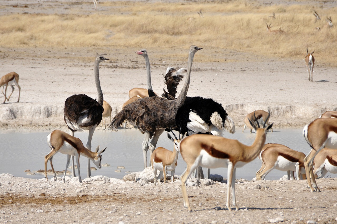 Strutis, Paukščiai, Neskraidantis Paukštis, Antilopė, Spyruoklė, Laistymo Anga, Afrika, Safari, Namibija, Etosha
