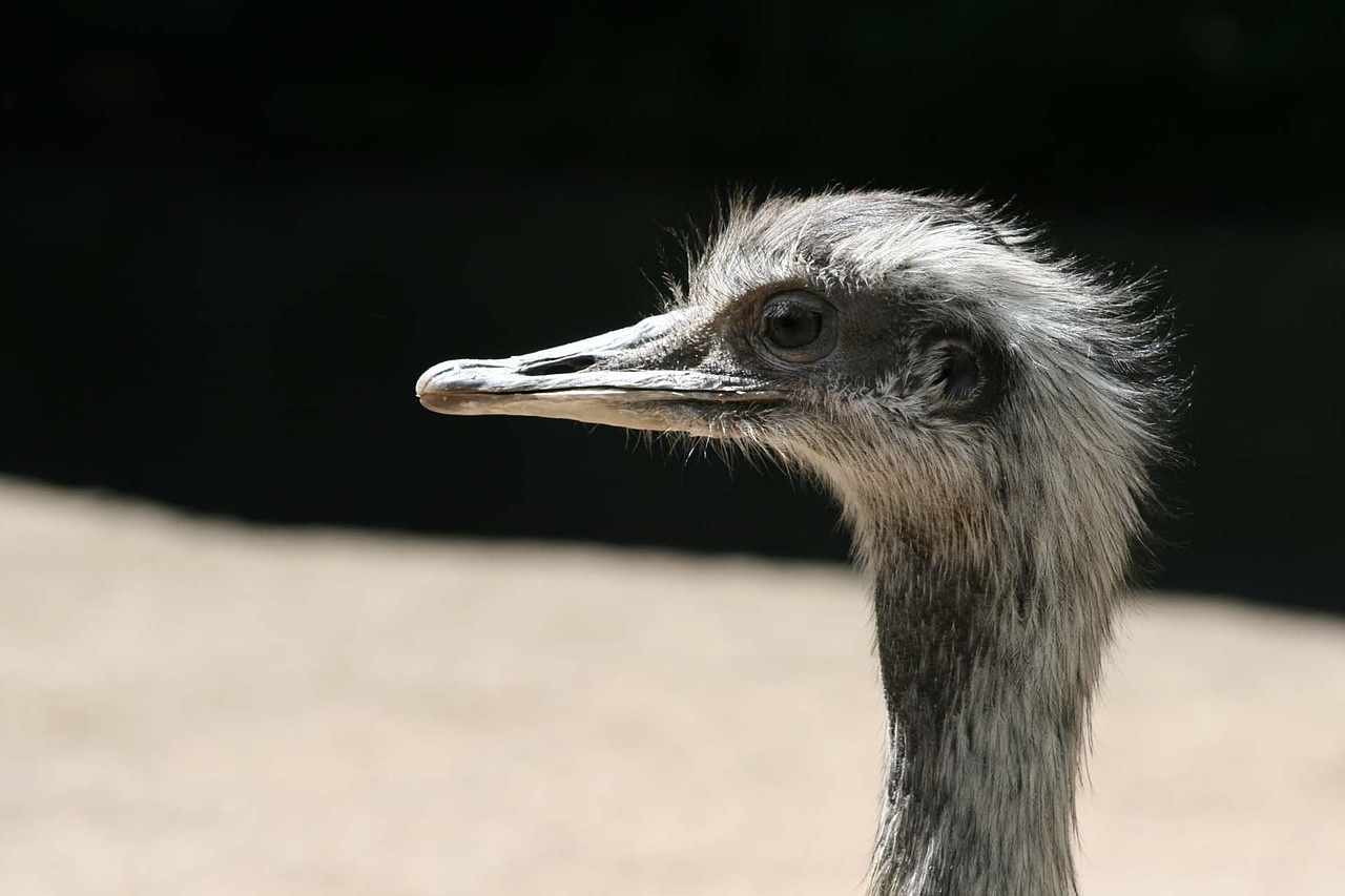 Strutis, Strausas, Zoologijos Sodas, Gamta, Sąskaitą, Galva, Rytas, Nemokamos Nuotraukos,  Nemokama Licenzija