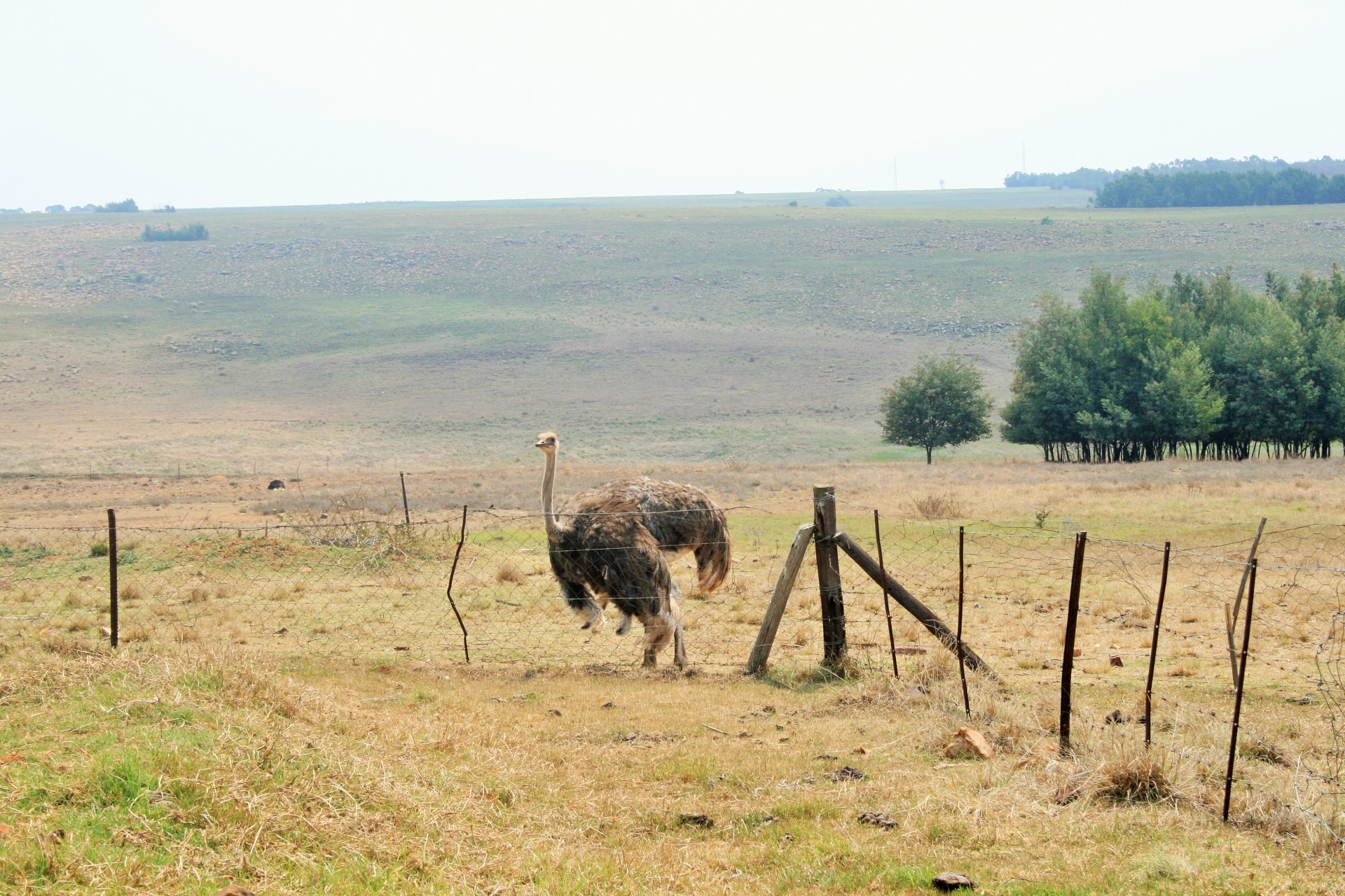 Strutis,  Paukštis,  Didelis,  Skrydis Be Skrydžio,  Kaklas,  Ilgai,  Veld,  Strutis Velduose, Nemokamos Nuotraukos,  Nemokama Licenzija