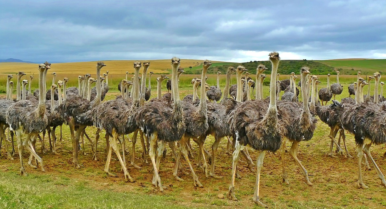 Stručiai, Paukščiai, Puokštė, Strutis, Gyvūnas, Afrika, Laukinės Gamtos Fotografija, Gamta, Gyvūnų Pasaulis, Plunksna