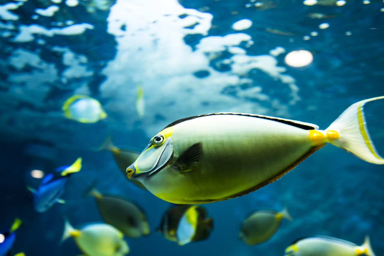 Otaru Akvariumas, Akvariumas, Koralų Žuvis, Nemokamos Nuotraukos,  Nemokama Licenzija