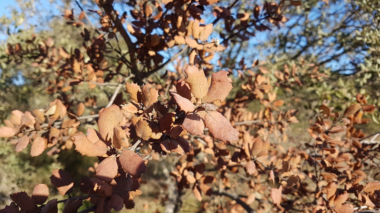 Otoño, Ruduo, Gamta, Sezonas, Kritimas, Natūralus, Lapai, Oranžinė, Lauke, Spalio Mėn