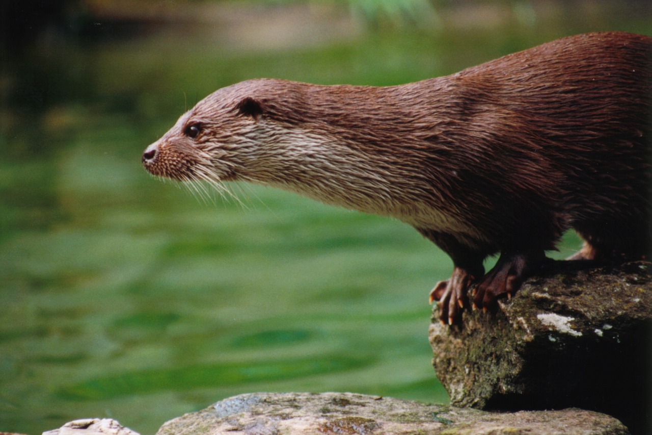 Ūdra, Gyvūnai, Zoologijos Sodas, Gamta, Pūkuotas, Kailis, Laukinės Gamtos Fotografija, Nemokamos Nuotraukos,  Nemokama Licenzija