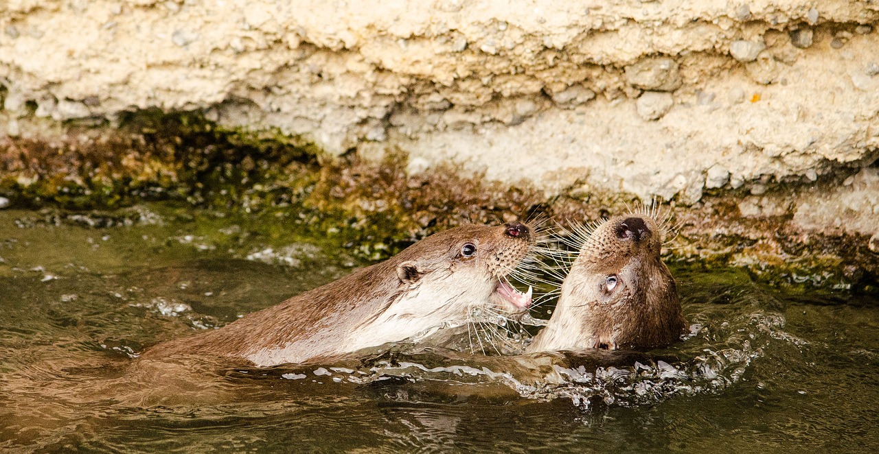 Ūdra, Zoologijos Sodas, Žaisti, Vanduo, Nemokamos Nuotraukos,  Nemokama Licenzija