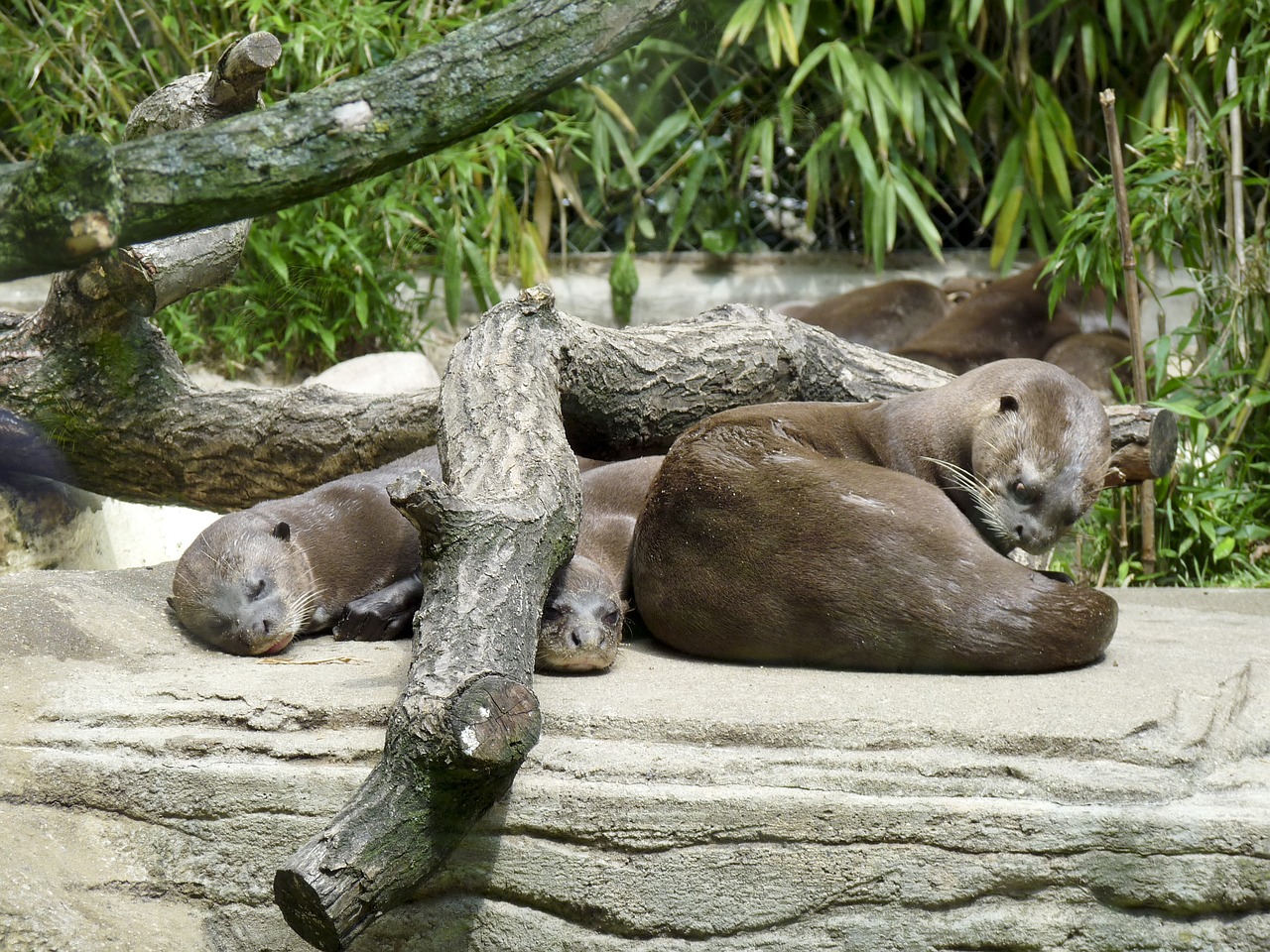 Ūdra, Zoologijos Sodas, Vanduo, Laukinis Gyvūnas, Tiergarten, Nemokamos Nuotraukos,  Nemokama Licenzija