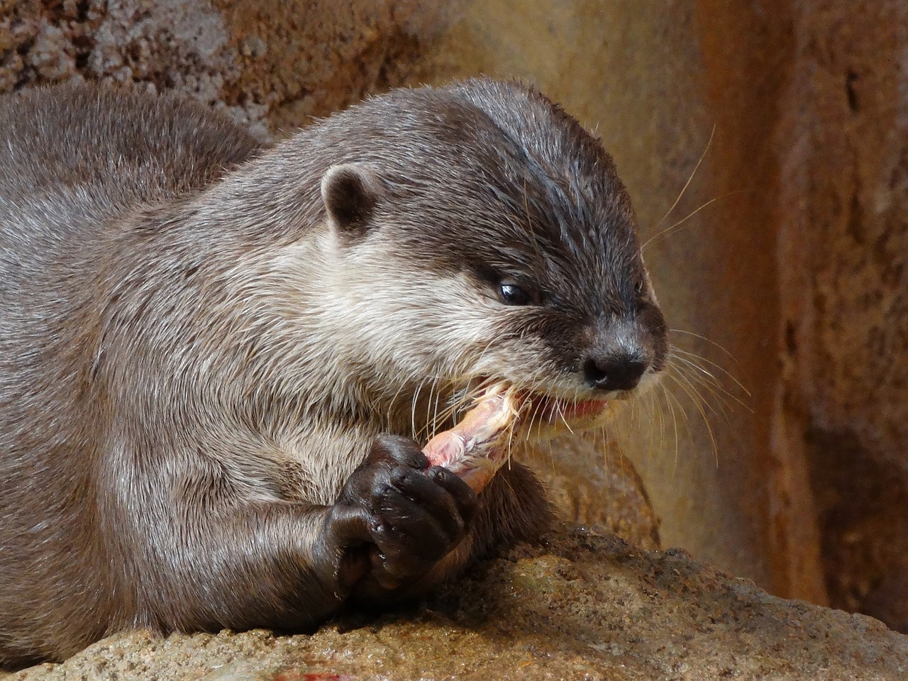 Ūdra, Maistas, Gyvūnas, Zoologijos Sodas, Nemokamos Nuotraukos,  Nemokama Licenzija