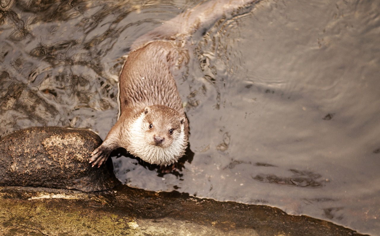 Ūdra, Gyvūnas, Mielas, Gamta, Laukiniai, Laukinė Gamta, Žinduolis, Zoologijos Sodas, Fauna, Upė