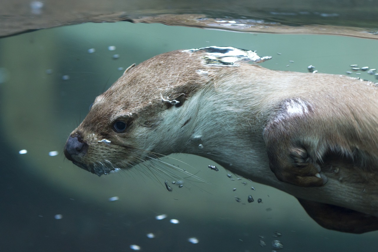 Ūdra, Pilsen Zoo, Gyvūnas, Plaukti, Vanduo, Žinduolis, Nemokamos Nuotraukos,  Nemokama Licenzija