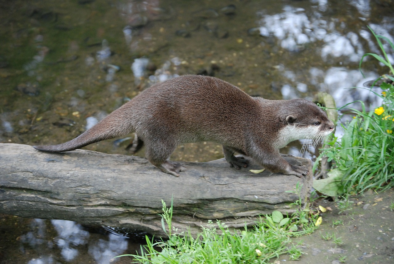 Ūdra, Žinduolis, Zoologijos Sodas, Lauke, Laukinė Gamta, Nemokamos Nuotraukos,  Nemokama Licenzija