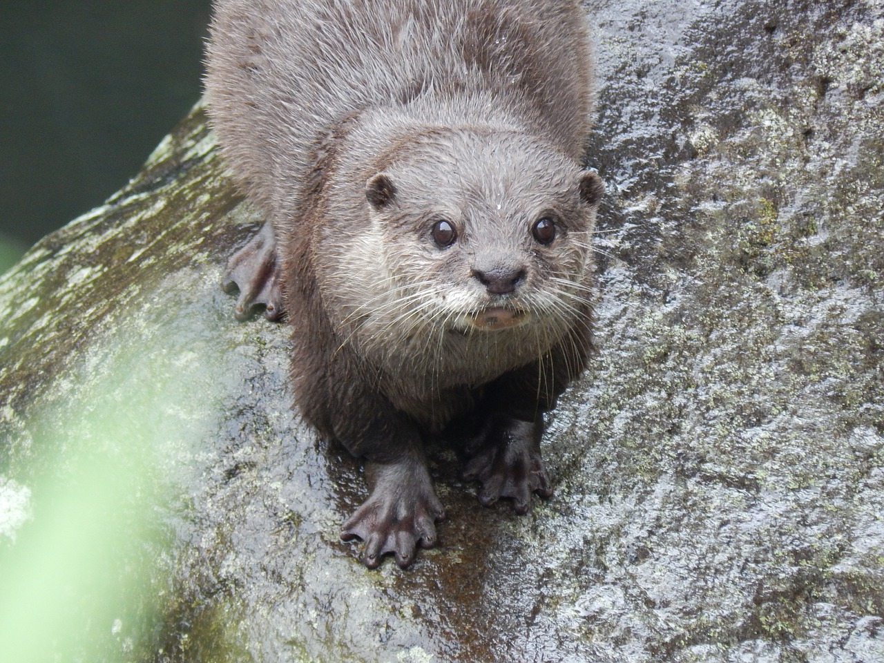 Ūdra,  Gyvūnas,  Mielas,  Laukinių,  Zoo,  Pobūdį,  Graužikų,  Chipmunk,  Gyvūnijos,  Padaras