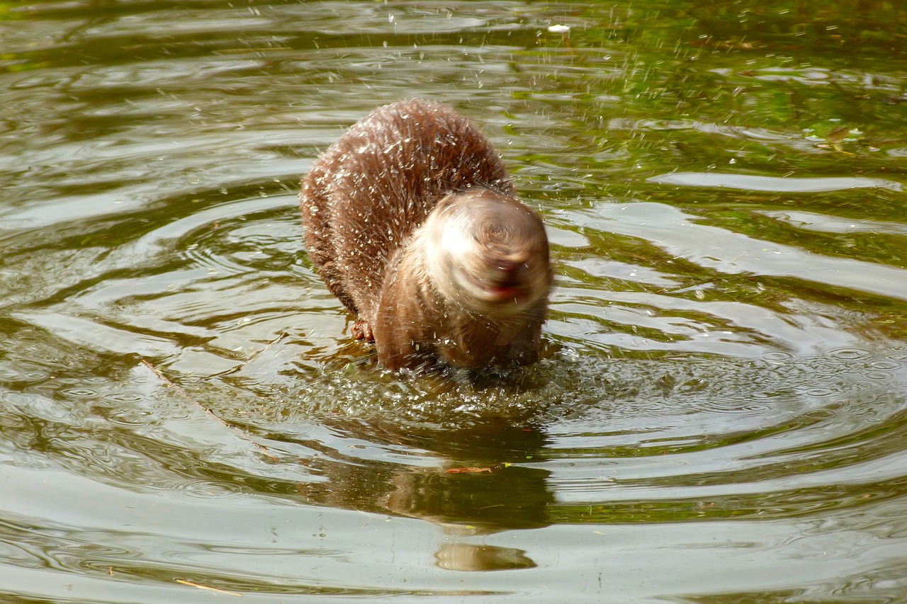 Ūdra,  Laukinio Gyvenimo Parkas,  Zoologijos Sodas,  Purus,  Žinduolis,  Gyvūnas,  Gamta,  Laukinis Gyvūnas,  Kailis,  Laukinės Gamtos Fotografija