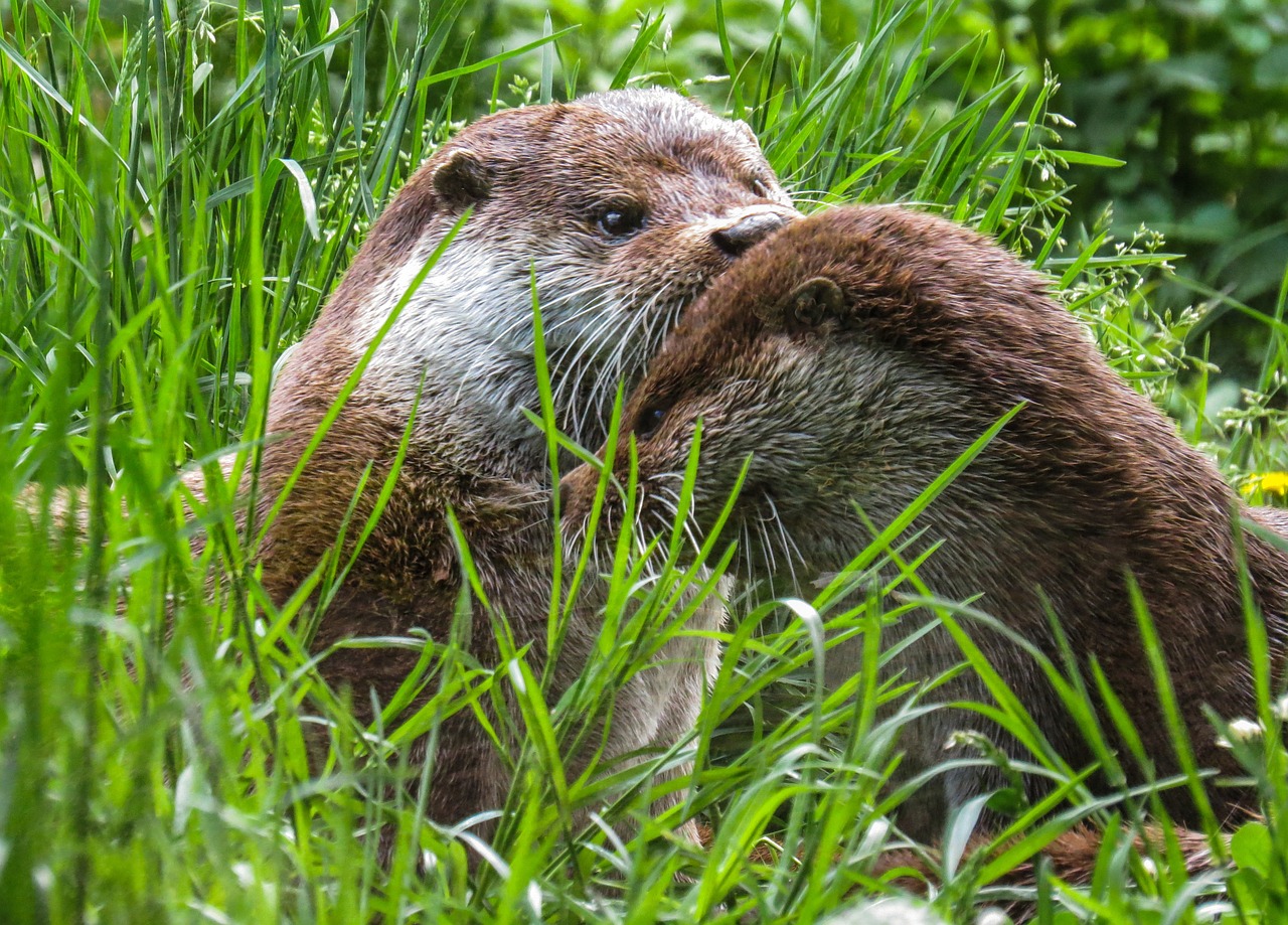 Ūdra, Gyvūnai, Vanduo, Pieva, Priežiūra, Poilsis, Nemokamos Nuotraukos,  Nemokama Licenzija