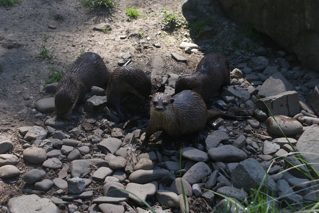 Ūdros, Vandens Žinduoliai, Lako Žinduoliai, Mustelids, Nemokamos Nuotraukos,  Nemokama Licenzija