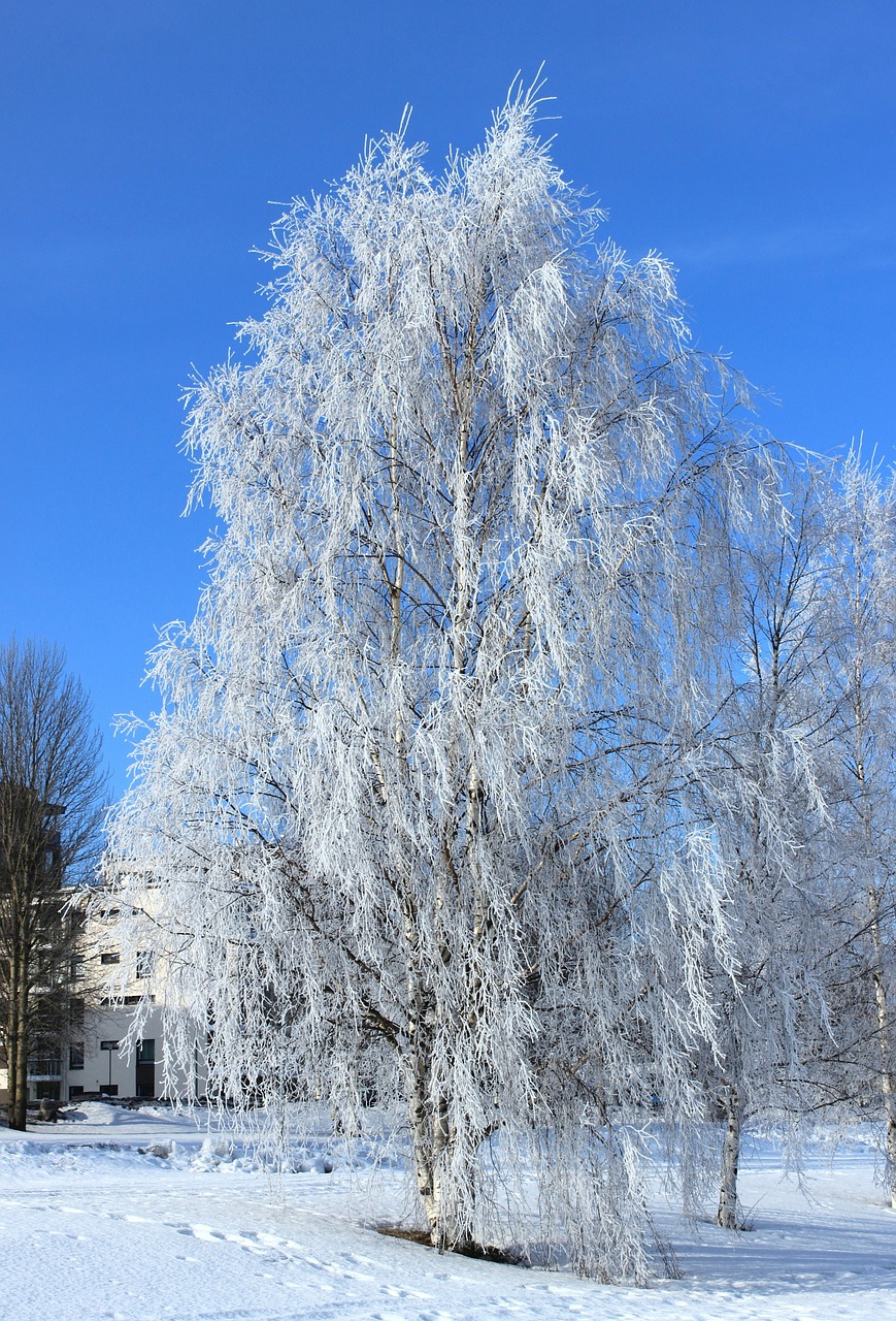 Oulu, Finland, Žiema, Sniegas, Šaltis, Dangus, Debesys, Gamta, Lauke, Gražus