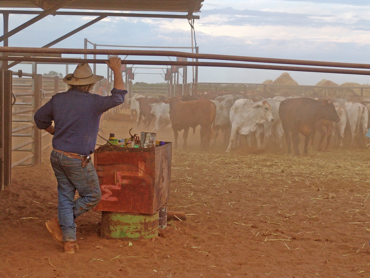 Outback, Galvijai, Drover, Australia, Nemokamos Nuotraukos,  Nemokama Licenzija