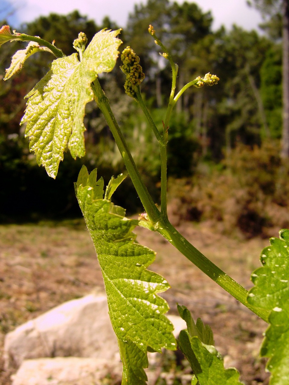 Protrūkis, Albariño, Vynuogininkystė, Rias Baixas, Nemokamos Nuotraukos,  Nemokama Licenzija