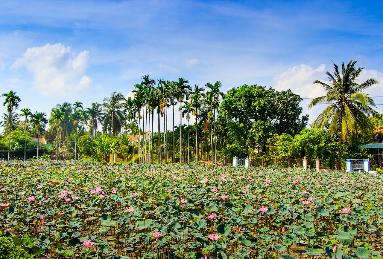 Lotosas, Ninh, Hoa, Lauke, Nemokamos Nuotraukos,  Nemokama Licenzija