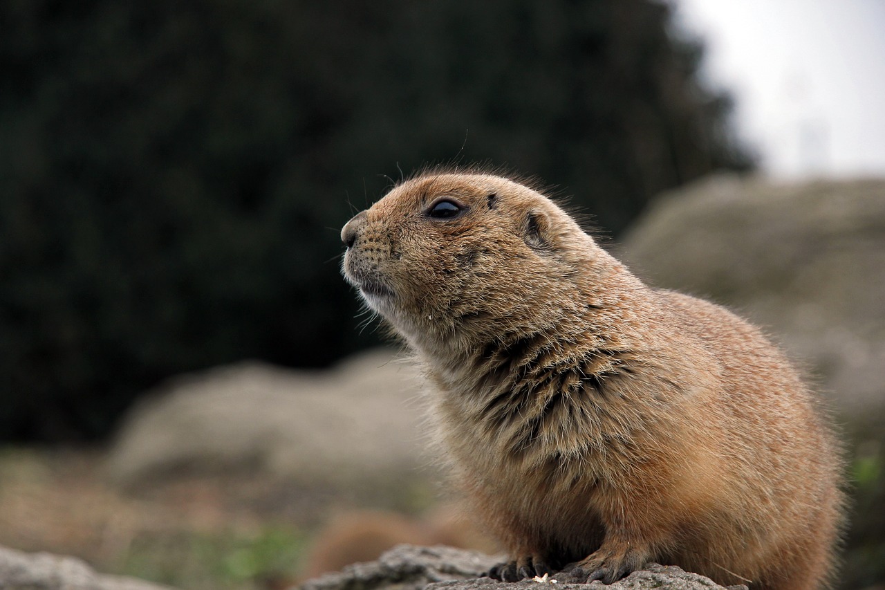 Lauke, Gyvūnų Karalystė, Žinduoliai, Prerijų Šuo, Blijdorp, Zoologijos Sodas, Nemokamos Nuotraukos,  Nemokama Licenzija