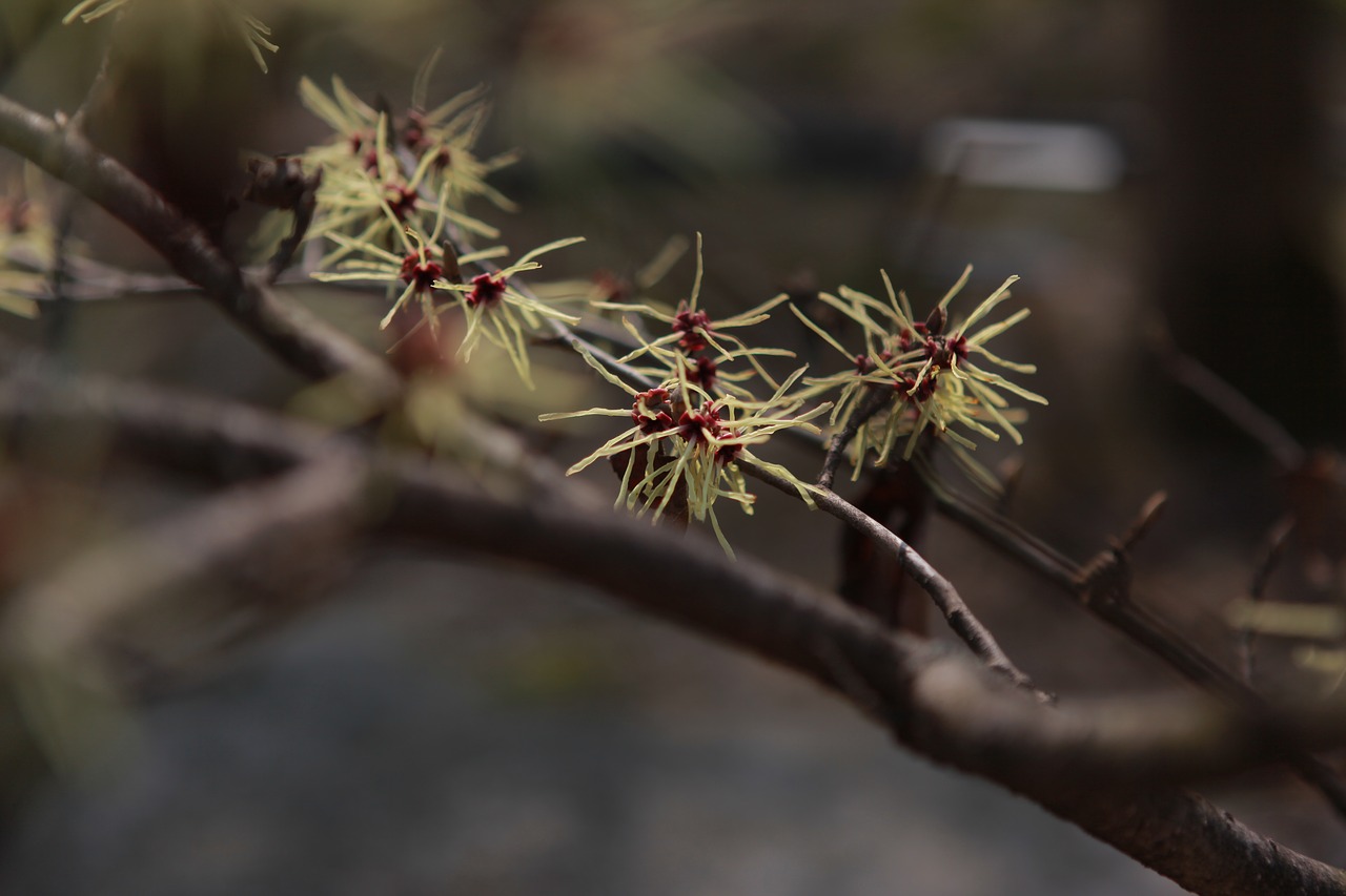 Lauke,  Mediena,  Pobūdį,  Augalai,  Ketvirtį,  Hamamelis Telefonas,  Gėlės,  Filialai,  Pavasaris,  Spyruokliniai Žiedai