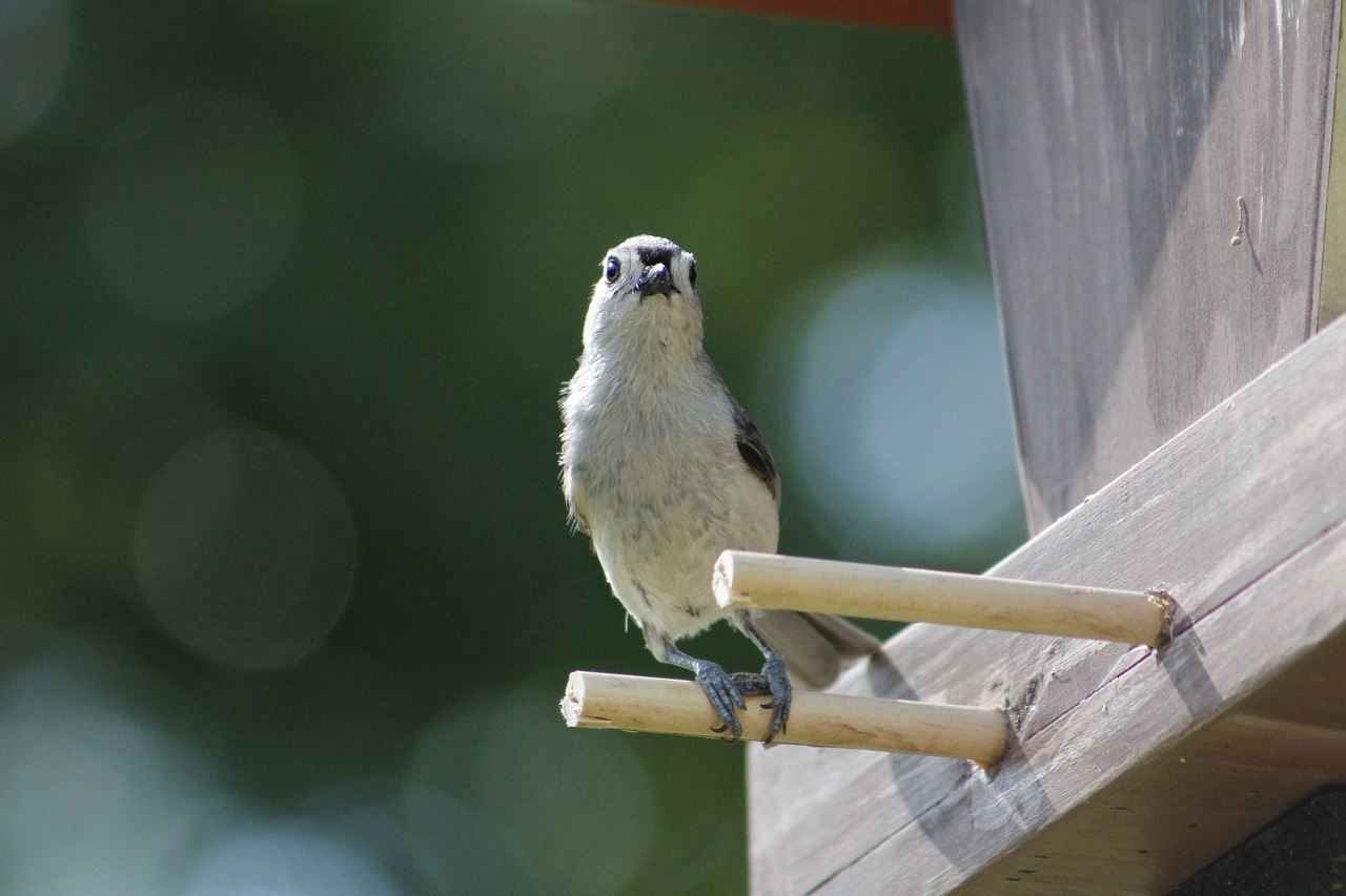 Lauke,  Gyvūnijos,  Pobūdį,  Paukštis,  Gyvūnas,  Kuoduotųjų Titmouse, Nemokamos Nuotraukos,  Nemokama Licenzija