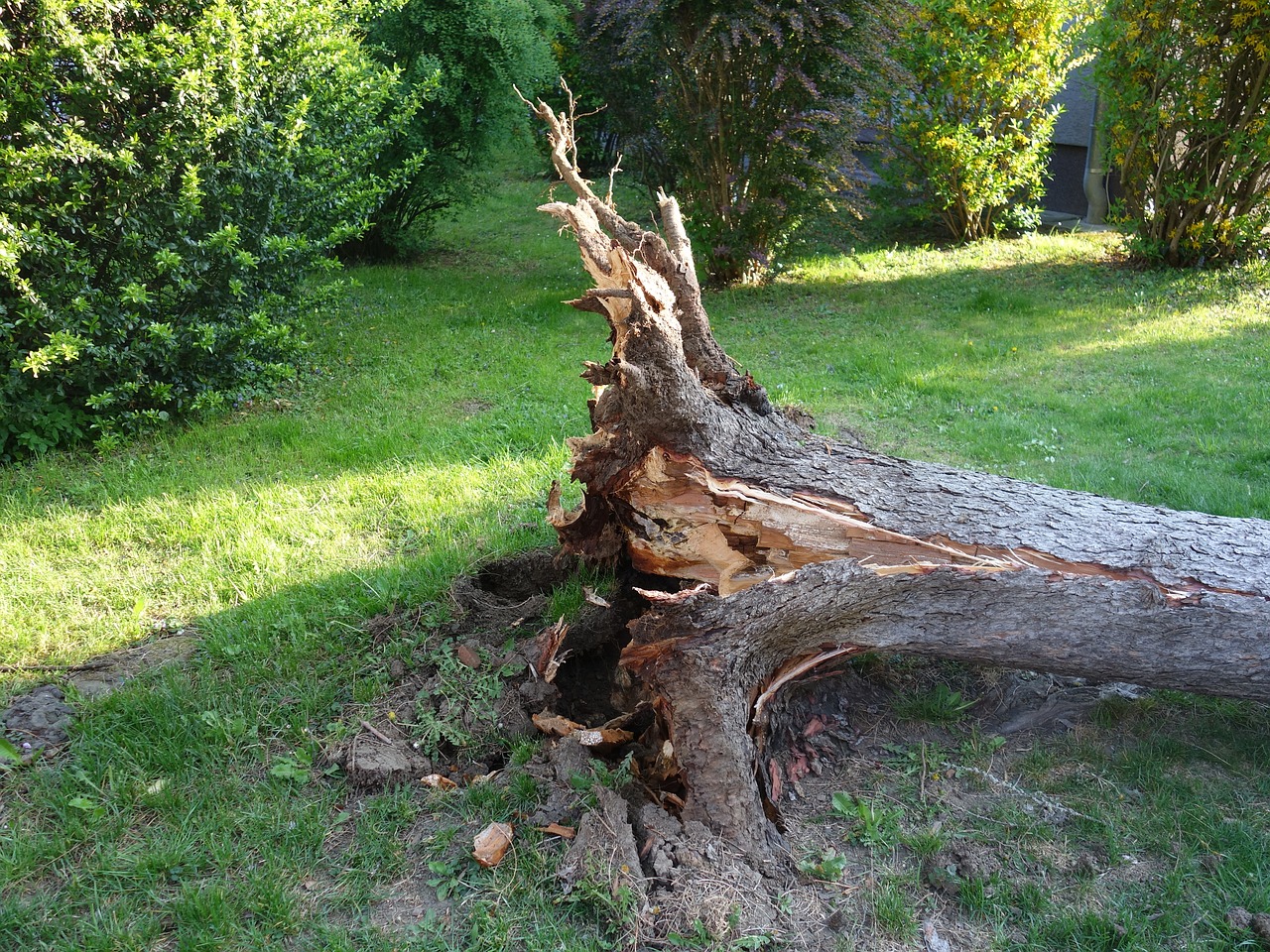 Apvertas, Sunaikintas, Audra, Audros Žalos, Medis, Iškrauti, Susukti, Persiųsti, Sunaikinta, Atšauktas