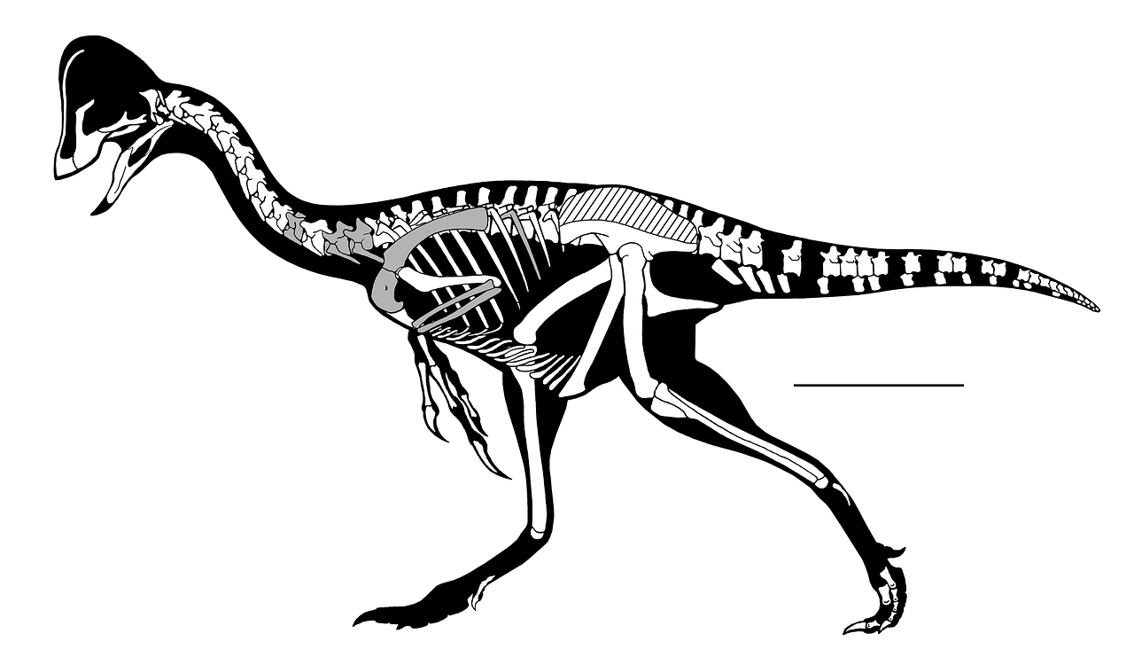 Oviraptorosaurija, Skeletas, Dinozauras, Eskizas, Grafika, Piešimas, Kaulai, Paleontologija, Nemokamos Nuotraukos,  Nemokama Licenzija