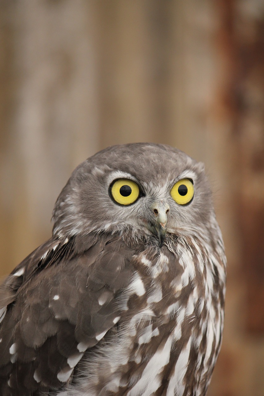 Pelėdos, Austrų Pelėda, Australia, Laukinė Gamta, Snapas, Žvilgsnis, Hoot, Paukštis, Nemokamos Nuotraukos,  Nemokama Licenzija