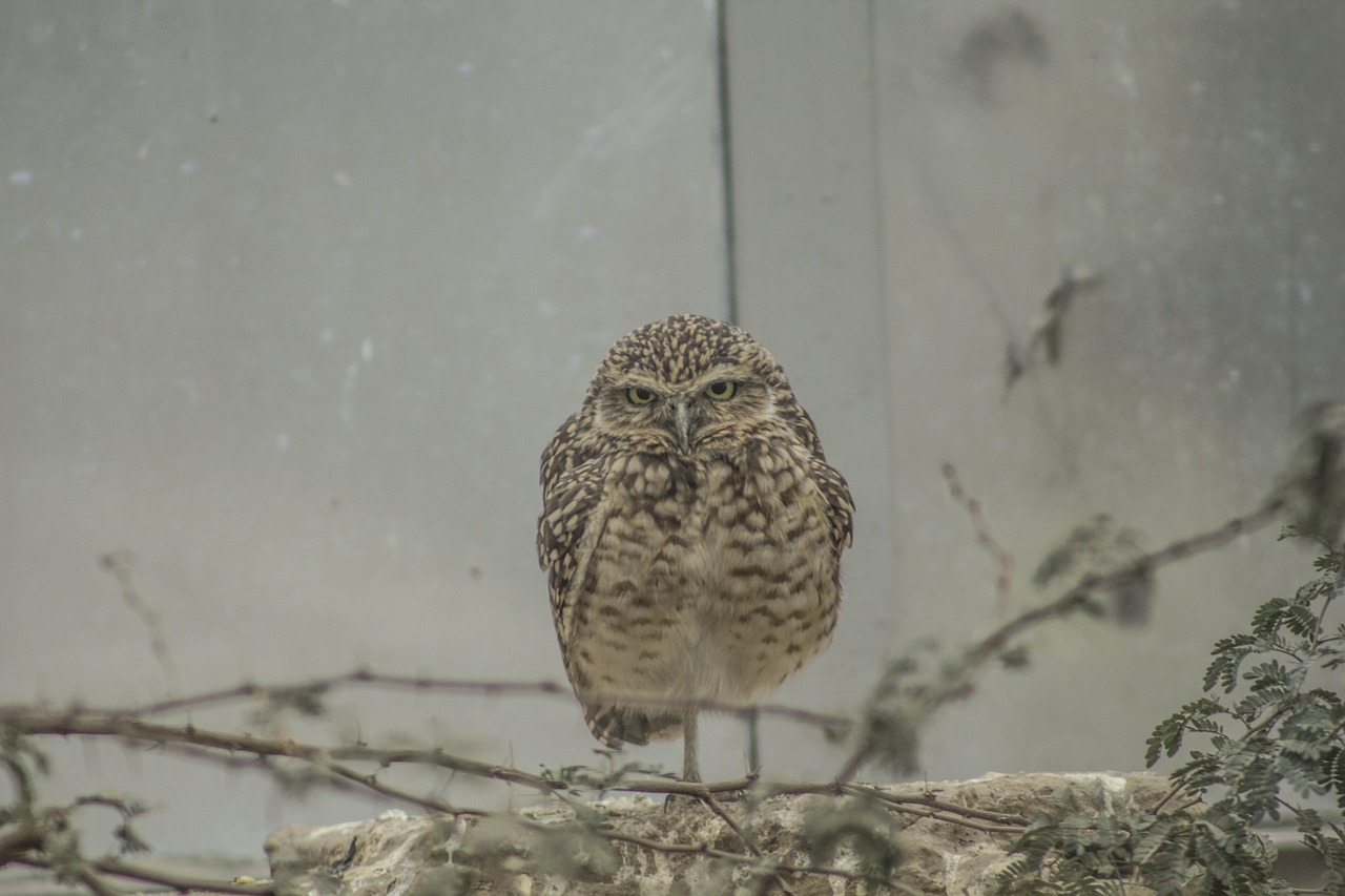 Pelėdos, Zoologijos Sodas, Burrowing, Piktas, Paukštis, Bjaurus, Gyvūnas, Gamta, Žiūrėti, Snapas