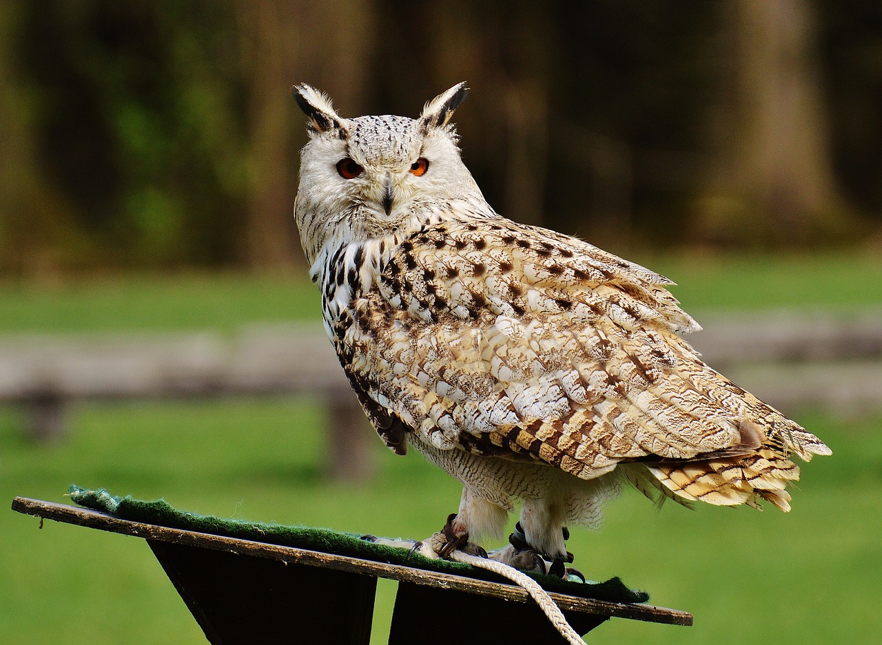 Pelėdos, Laukinių Parkų Girtavimas, Paukštis, Plunksna, Erelis Pelėda, Gyvūnai, Laukinis Paukštis, Mielas, Galva, Sąskaitą