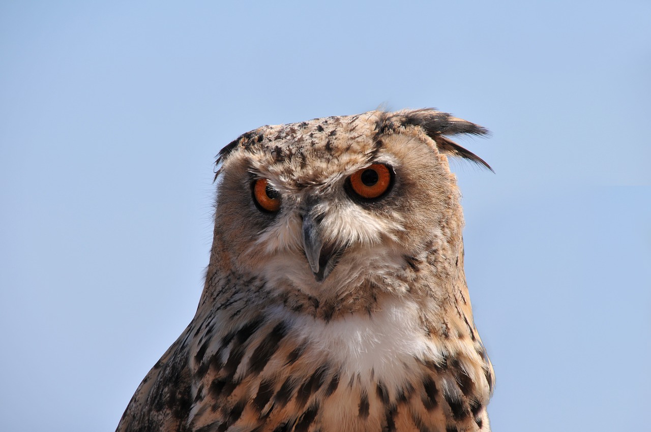 Pelėdos, Didysis Kunigaikštis, Raptoras, Paukštis, Gyvūnas, Akys, Plunksnos, Snapas, Fauna, Nemokamos Nuotraukos