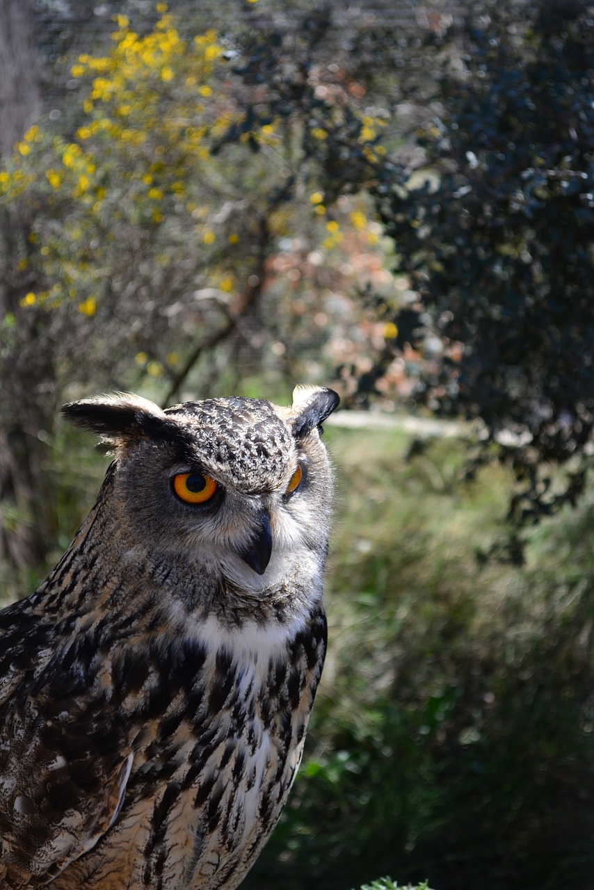 Buho, Zoologijos Sodas, Atrodo, Gyvūnas, Fauna, Nemokamos Nuotraukos,  Nemokama Licenzija